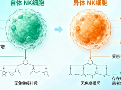 NK細(xì)胞：自體與異體的 “免疫戰(zhàn)士”，究竟有何不同？
