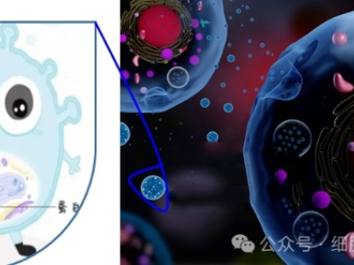 什么是外泌體？外泌體在疾病治療和醫(yī)療美容中的應(yīng)用與前景