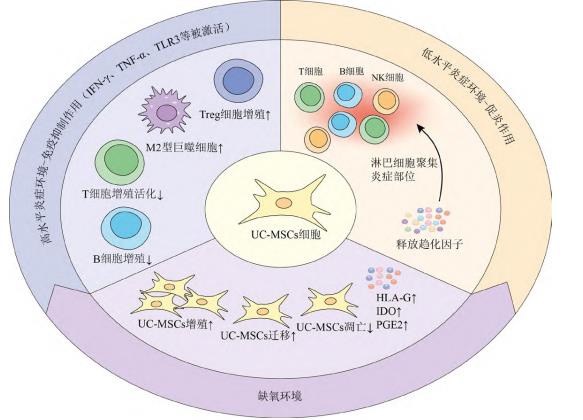 人臍帶間充質(zhì)干細胞(E10I)注射液