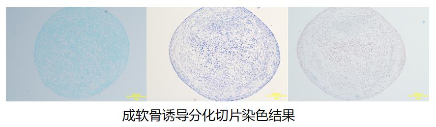 成軟骨誘導分化切片染色結果