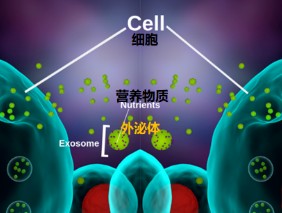 間充質干細胞外泌體在醫(yī)美領域的應用