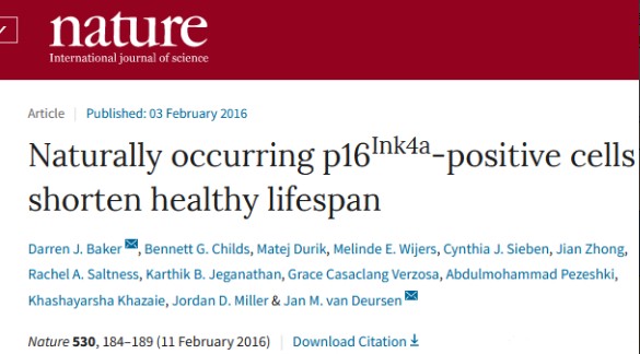 清除衰老的細(xì)胞，對(duì)延緩衰老具有顯著作用，NK細(xì)胞可以發(fā)揮這方面的功能。